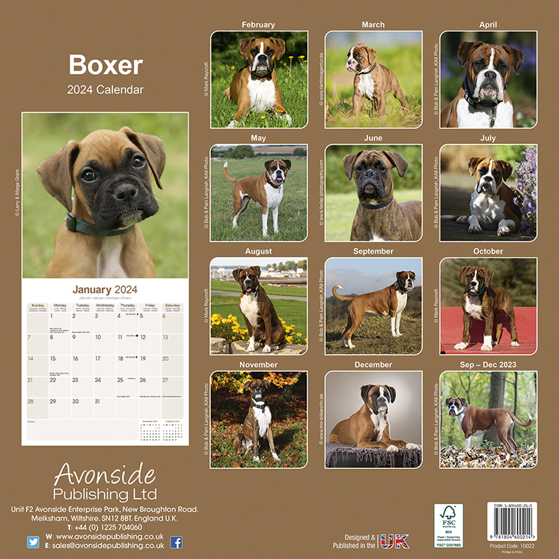 Boxer Calendar 2024 (Square) Dogs Naturally